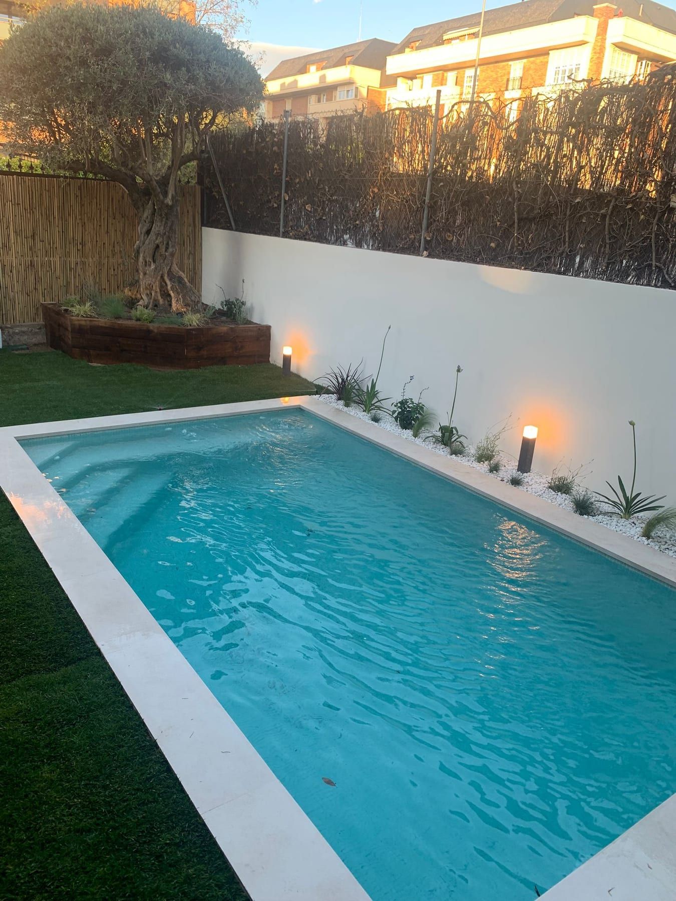 Piscina con muro blanco, olivo e iluminación de jardín, al atardecer